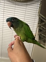 Blue Crown Conure in Kingwood, Texas