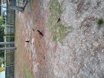 4 roosters 19 baby chics in Camp Lejeune, North Carolina