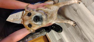 Silly puppy in Fort Polk, Louisiana