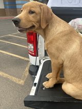 beautiful 1/2 golden in Alamogordo, New Mexico