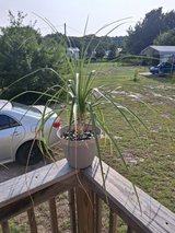 Pony Tail Elephant Foot Palm Tree in Camp Lejeune, North Carolina