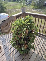 Strawberry Plants Everbearing and Pine berry in Camp Lejeune, North Carolina