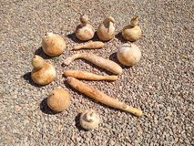 Hard shell gourds in Alamogordo, New Mexico