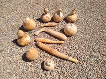 Hard shell gourds in Alamogordo, New Mexico