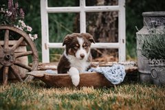 Purebred Australian Shepherd Puppies__Kid-Friendly & Ready for New Homes NOW!?? in Ramstein, Germany