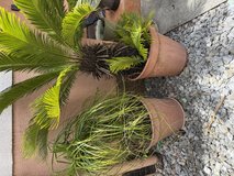 Plants in Okinawa, Japan