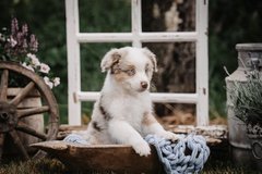 Purebred Australian Shepherd Puppies Ready for New Homes NOW! ?? in Ramstein, Germany