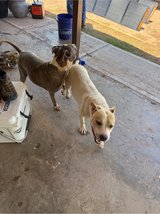 Found in Alamogordo, New Mexico