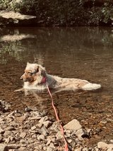 free dog for a good home in Fort Leonard Wood, Missouri