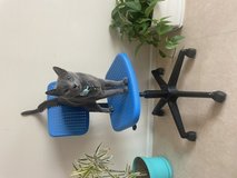 Blue Rolly Kids Desk Chair in Okinawa, Japan