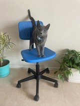 Blue Rolly Chair for Kids desk in Okinawa, Japan