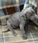 Deutsche Doggen-Welpen zu verkaufen in Baumholder, GE