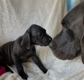Deutsche Doggen-Welpen zu verkaufen in Stuttgart, GE