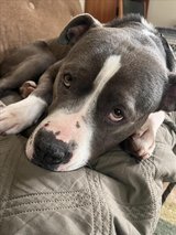 Seeking Extra Love for a Special Girl in Vacaville, California