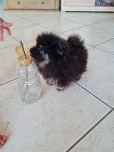 Sweet Female miniature Pomeranian puppy in Ramstein, Germany