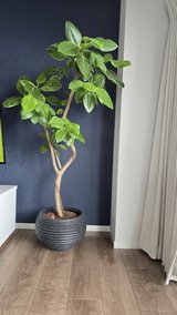 Plant in Okinawa, Japan