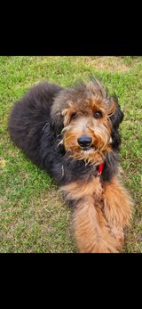 Ckc reg Aussiedoodle in Fort Polk, Louisiana