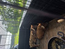 kune-kune piglets in Fort Polk, Louisiana