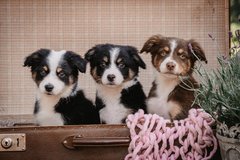 Reinrassige Australian Shepherd Welpen in Ramstein – Kinderlieb, ausgeglichenes Wesen & startklar! in Ramstein, Germany