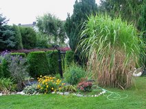 Chinaschilff in Spangdahlem, Germany