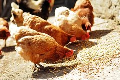 I have 6 one-year-old laying guinea hens for sale at $30 each, and 6 one-and-a-half-year-old lay... in Fort Polk, Louisiana
