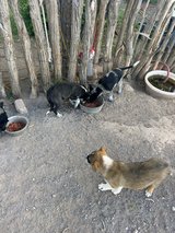 Border collie/heeler pups in Alamogordo, New Mexico