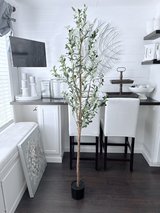 6 ft Olive Tree in Warner Robins, Georgia