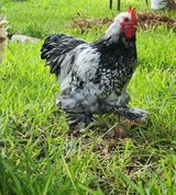 Free Rooster in Alamogordo, New Mexico