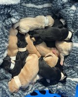 Labrador Puppies Available for ree adoption in Cary, North Carolina