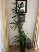 Houseplant ( very tall) with multiple plants in one pot in Ramstein, Germany