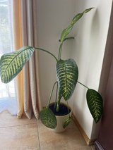 Beautiful houseplant in Ramstein, Germany