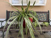 Mixed plants in big pot in Ramstein, Germany