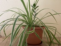 Spider plant in Ramstein, Germany