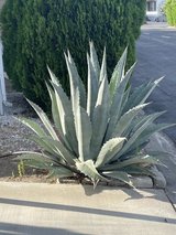Large succulent, cactus in Yucca Valley, California