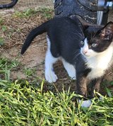 8 Week Old Male Kitten in Fort Polk, Louisiana