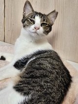 Kittens and cats for loving homes in Okinawa, Japan