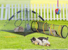 Outback Jack Outdoor Cat Enclosure + Tunnel in Okinawa, Japan