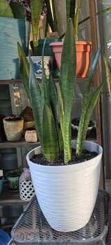 Snake plant in Fort Campbell, Kentucky