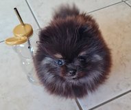 Sweet Female miniature Pomeranian puppy in Ramstein, Germany