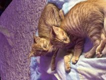Orange kittens in Camp Lejeune, North Carolina