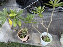 Plumeria plant in Okinawa, Japan
