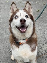 Don’t Keep Her Waiting, Adopt Kisha Today in Roseville, California