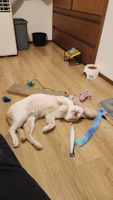 Wanting to give this cuddle buddy a chance. in Okinawa, Japan