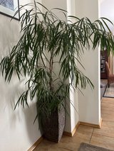 Houseplant ( easy to take care) in Ramstein, Germany