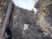Silkie and Serama babies available in Beaufort, South Carolina
