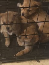 Puppies in Hinesville, Georgia
