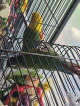 2 parrots with cages in Fort Leonard Wood, Missouri