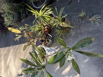 Outdoor plants in Okinawa, Japan