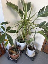Plants in Okinawa, Japan