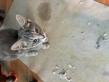 Kittens in Camp Lejeune, North Carolina
